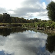 walleyes