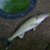 Brainerd Ice Fishing Guides