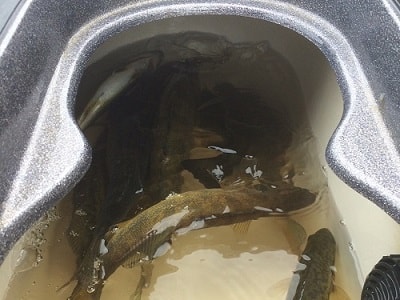 Brainerd fishing guides