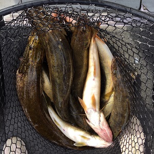 Gull Lake MN Fishing Guides