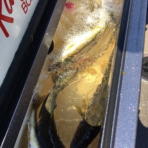 Gull Lake MN Fishing Guides