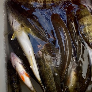 Nisswa Fishing Guides