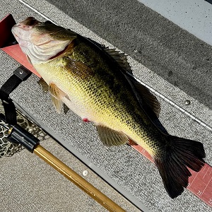 Nisswa Fishing Guides