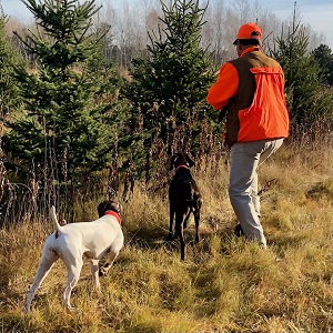 Minnesota German Shorthair