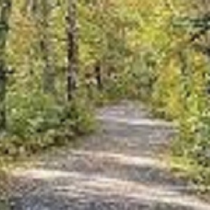 Family Cabin Rental