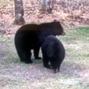 Brainerd Rental Cabin