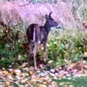 Brainerd Cabin Rentals