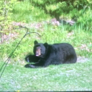 Brainerd MN Cabin Rental