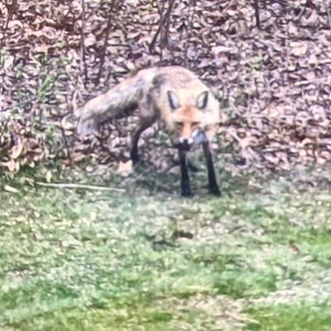 Brainerd MN Rental Cabin