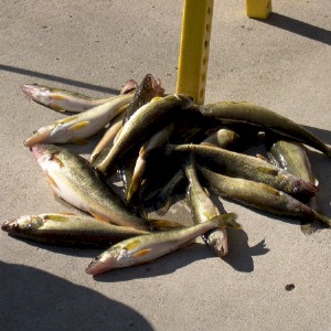 Minnesota fishing guide