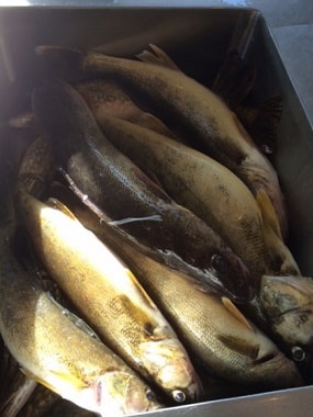 Brainerd fishing charter