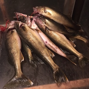 Minnesota Fishing Guide