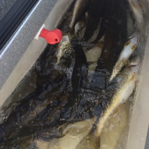 Nisswa Fishing Guides