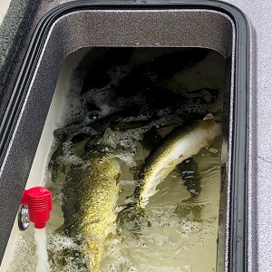 Minnesota Fishing Guide