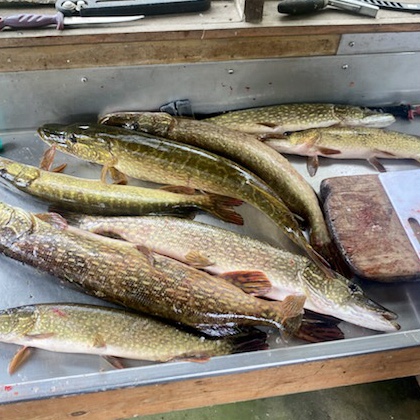 Minnesota fishing guide