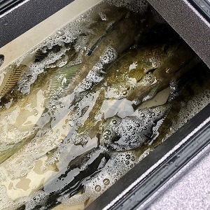 Whitefish fishing guide