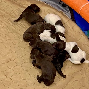 Brainerd MN Fishing Guides