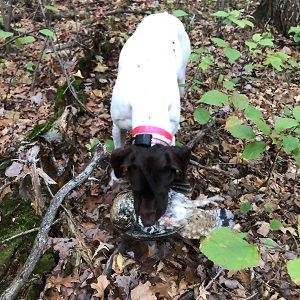 Nisswa fishing guide