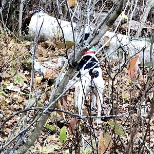 Gull Lake MN Fishing Guides