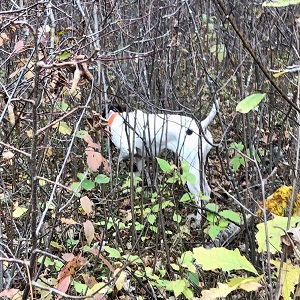 Minnesota Fishing Guides