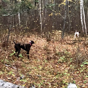 Minnesota Hunting Guides