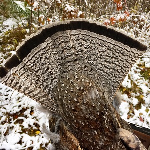 Brainerd Grouse Guides