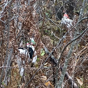 Minnesota Fishing Guides