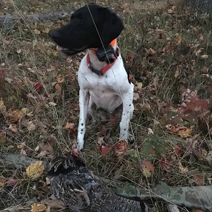 Minnesota Pheasant Guides