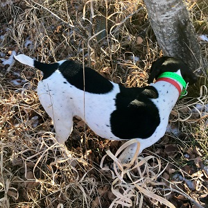 Minnesota Pheasant Guides