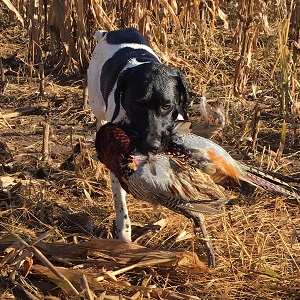 Minnesota Grouse Guides
