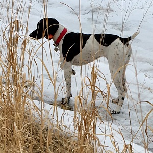 Minnesota Grouse Guides