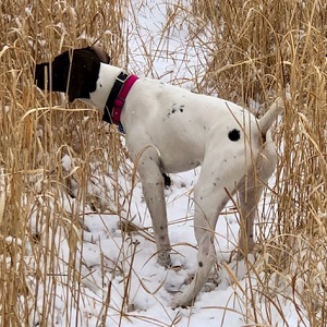 Minnesota Pheasant Guides