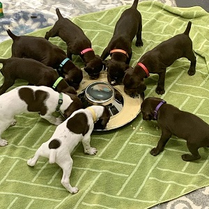 Minnesota German Shorthair