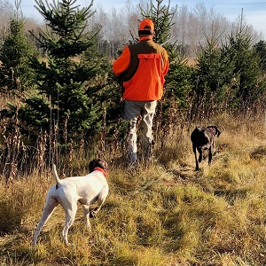 Minnesota German Shorthair