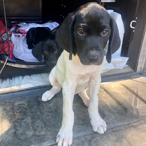 Minnesota German Shorthair