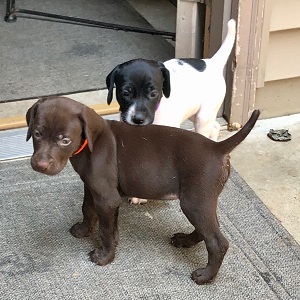 Minnesota German Shorthair