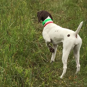 Minnesota German Shorthair