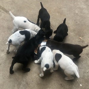German shorthair puppies