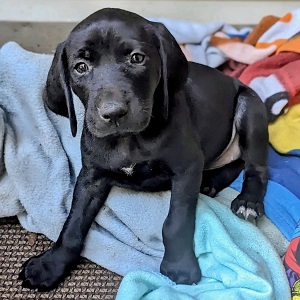 shorthair puppies in MN