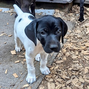 MN shorthair puppies