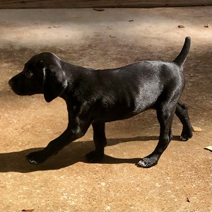 German shorthair puppy for sale