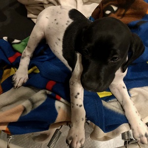 Minnesota German Shorthair puppies