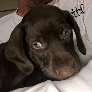 German Shorthair Puppy