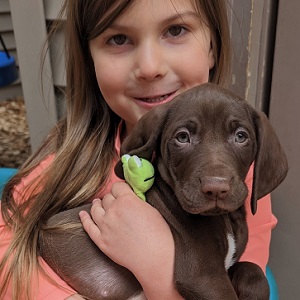 Shorthair puppies for sale