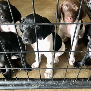 German Shorthaired Puppies
