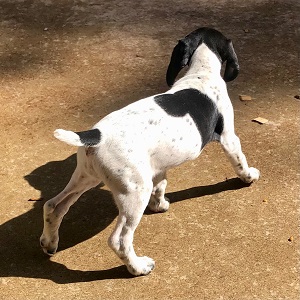 Puppies for sale MN