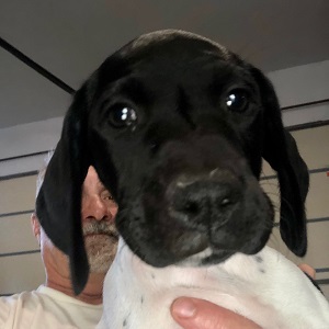MN shorthair puppy