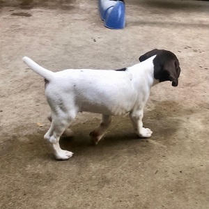 shorthair pups for sale