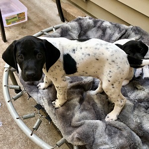 Minnesota shorthair puppy