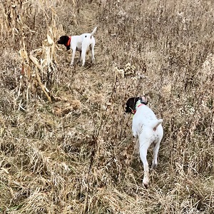 AKC Shorthair Puppies